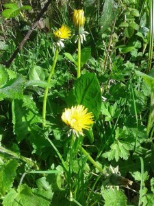 dandelion