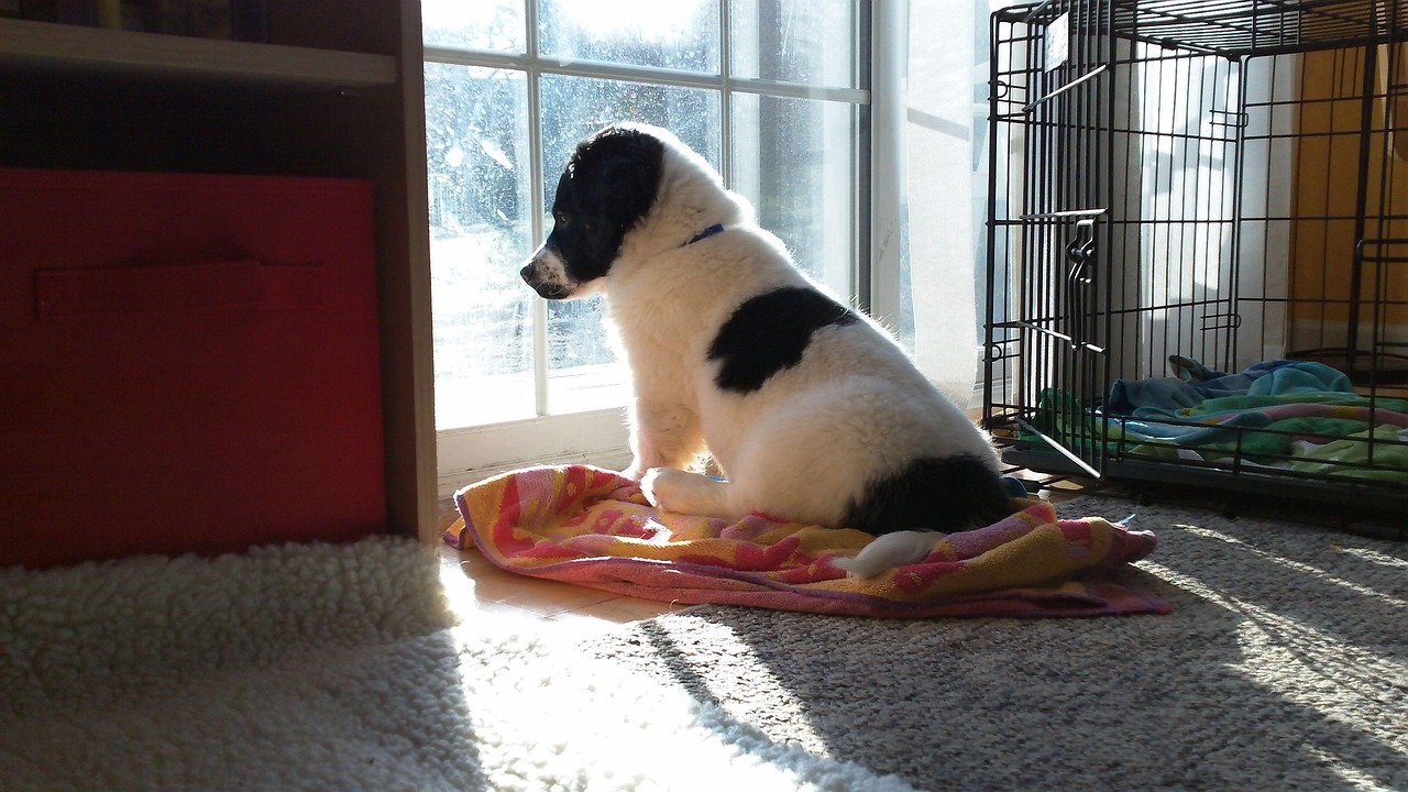 Puppy looking sadly out of a window